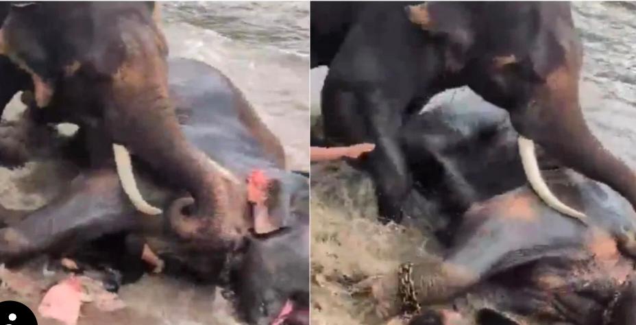Tourist dies after being trapped under clashing elephants at Karnataka’s Dubare camp